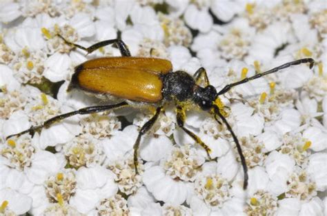 Tawny Longhorn Beetle Paracorymbia Fulva Inaturalist