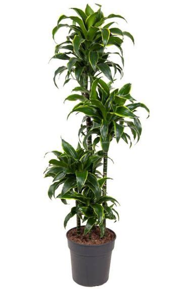 Dracaena Drakenbloedboom Kopen Planten Nl