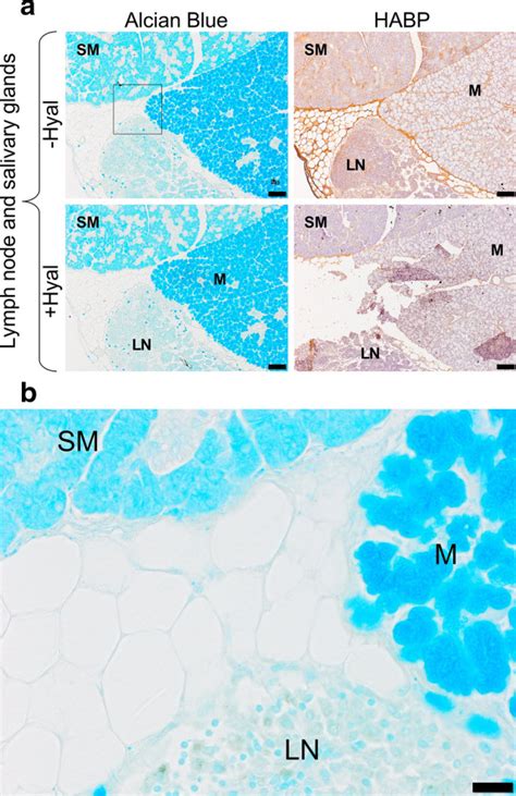 Abundance And Size Of Hyaluronan In Naked Mole Rat Tissues And Plasma Abstract Europe PMC