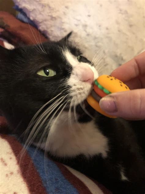 Ican Haz Cheezburger 2
