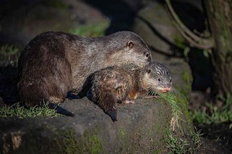 Baby Otters Sleeping