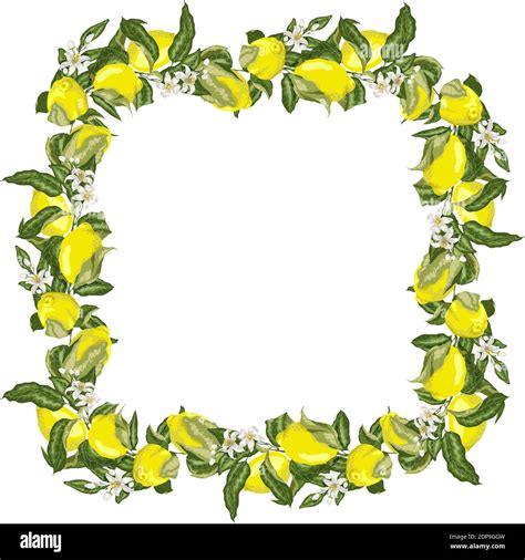 Vector Illustration Template Square Frame Wreath With Citrus Fruit Tree