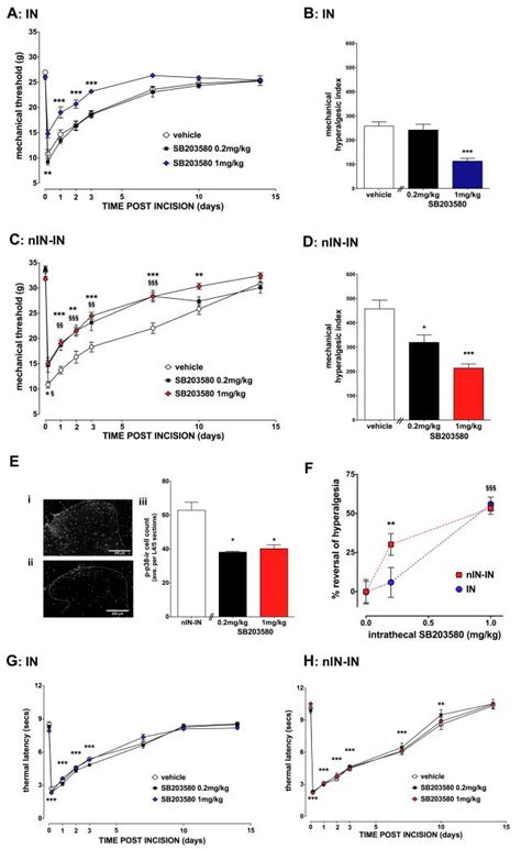 Targeting P38 Mitogen Activated Protein Kinase To Reduce The Impact Of