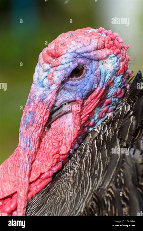 Closeup Head Of Male Wild Turkey Stock Photo Alamy