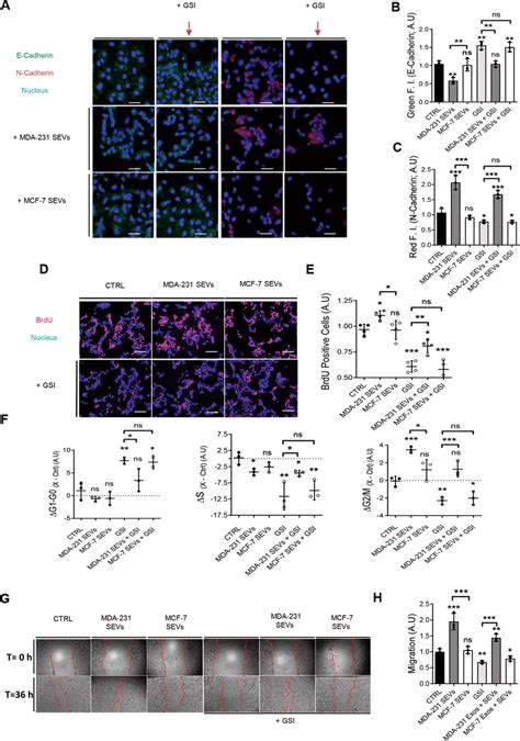 Mda Mb 231 Small Extracellular Vesicles Induce A More Aggressive