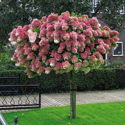 Гортензии ШТАМБЫ: Hydrangea paniculata Vanilla Fraise. Гортензия ...