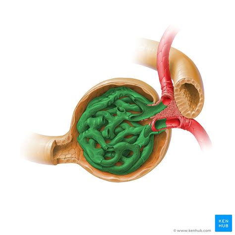 Glomerulus Diagram