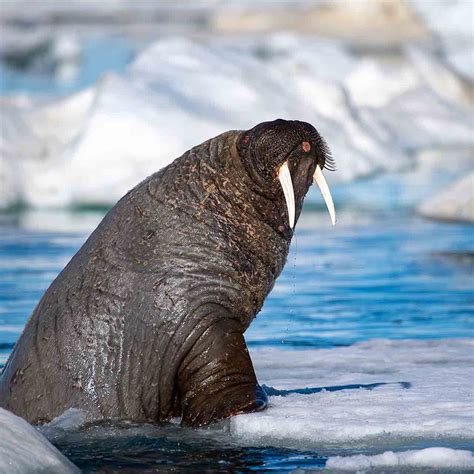 Walrus Hunt In The Canadian Arctic