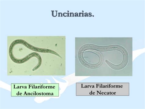 Uncinariasis O Anquilostomiasis Flashcards Quizlet