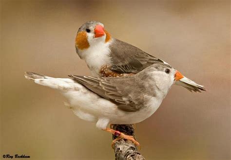 Penguin Zebra Finch Zebra Finch Finches Bird Pet Birds