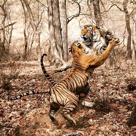 Amazing Moment Captured Of A Tigeress Lashing Out At A Male Tiger After