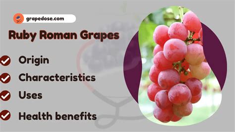 Ruby Roman Grapes- Origin, Uses, Characteristics, & Amazing Benefits