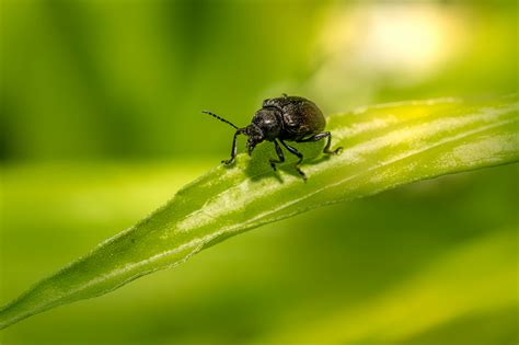 Black Beetle Photos, Download The BEST Free Black Beetle Stock Photos ...