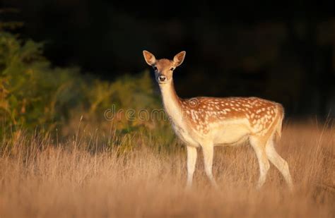 Close Up Of A Young Fallow Deer In The Field Of Grass Stock Photo