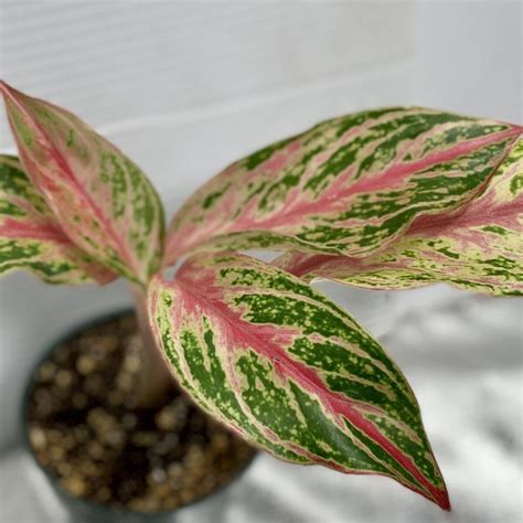 Аглаонема Розовая Фото — Mixyfotos.ru