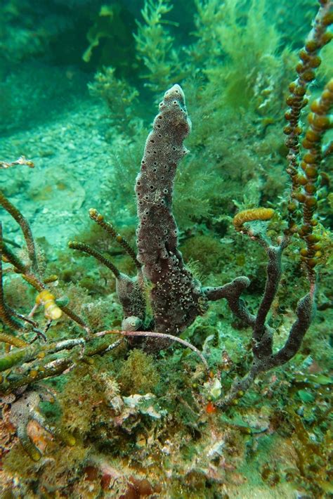 Demosponges From Old Rapid Bay Jetty On September 04 2022 At 0307 Pm