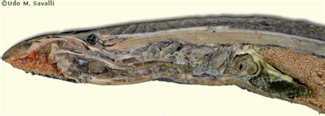 Lamprey Dissection Diagram Quizlet