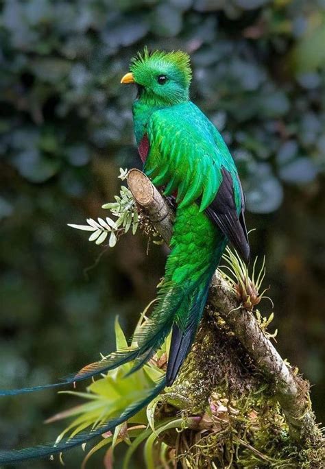 Resplendent Quetzal Pretty Birds Beautiful Birds Animals Beautiful