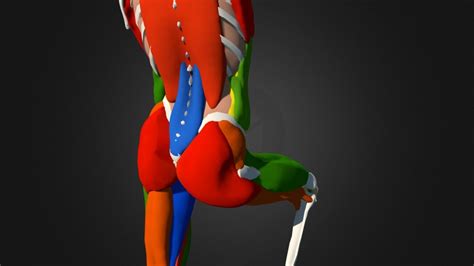 Gluteus Maximus 3d Model By Scottbreton [7761b3a] Sketchfab