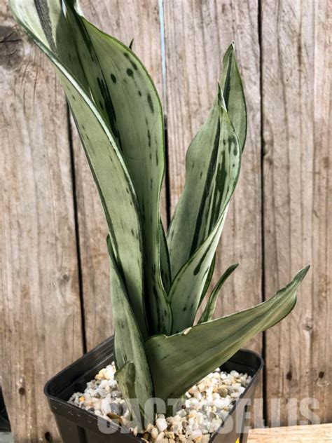 SHPR5877 Sansevieria trifasciata Brazilian Moonshine Кактус онлайн