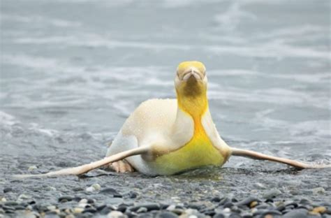 Adams took this beautiful picture of a yellow penguin in the