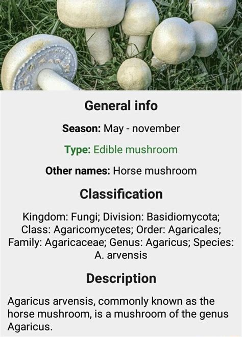 General Info Season May November Type Edible Mushroom Other Names