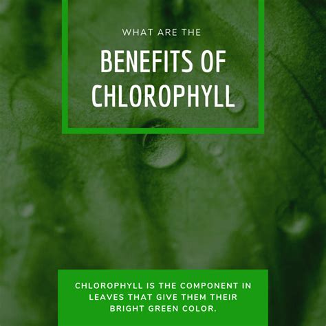 What Are The Benefits Of Chlorophyll?