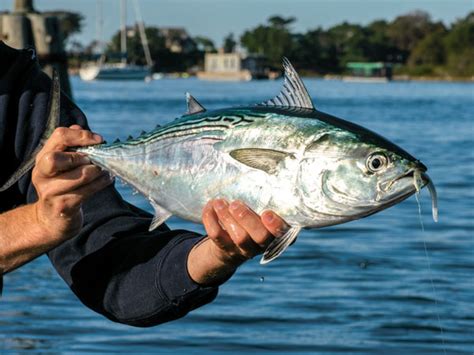 Soft-Plastic Lures for Finicky False Albacore - On The Water