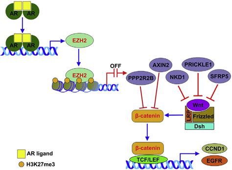 A schematic model of AR EZH2 β catenin signaling in Download