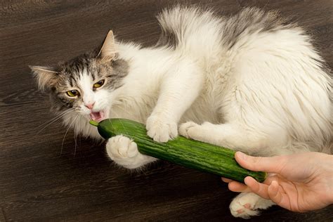 A List Of Foods That Your Cat Can Safely Eat