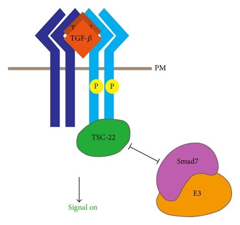 Regulation Of Tgf Receptor Degradation And Expression A Tgf