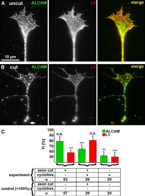 Alcam Is Translated In The Growth Cones Of Rgc Axons A Growth Cones