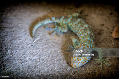 Gekko Is A Genus Of Colorful And Diverse Southeast Asian Geckos