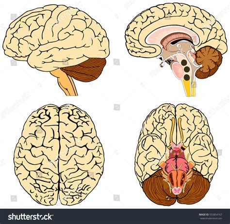 Anatomie Du Cerveau Humain Collection De Illustration De Stock