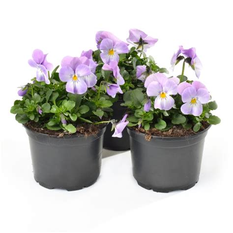 Viola Cornuta Lavender Pink Schneider Bv Schneider Young Plant And