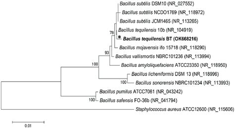 The evolutionary timeline of the study bacteria as a phylogenetic tree ...