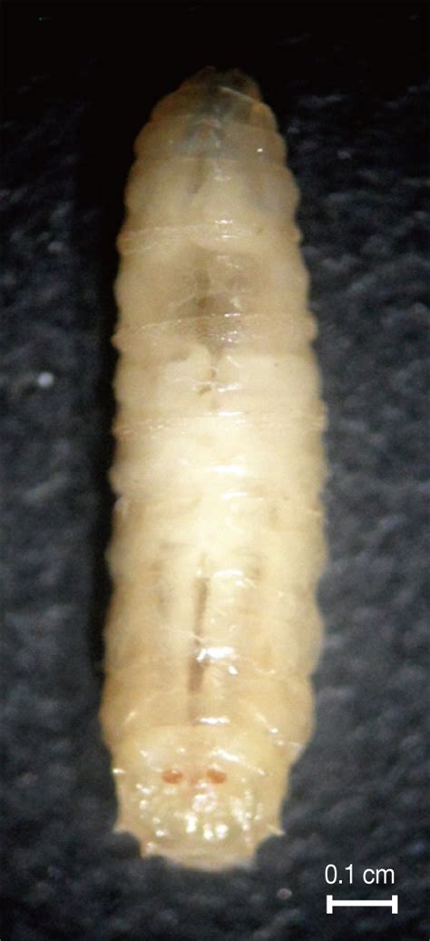 Dorsal View Of Third Instars Larvae Of Lucilia Sericata Isolated From