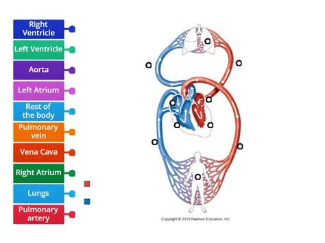 The Circulatory System Labelled Diagram