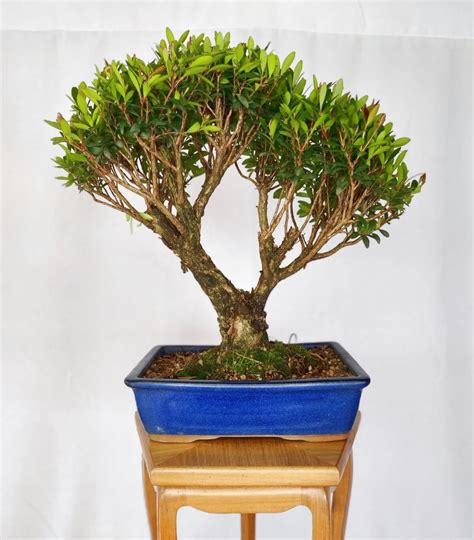 Bonsai De Cereja Silvestre Anos Bonsai Curitiba