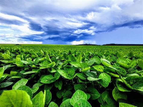 Pin de Gerald Garikai Gumbo em AGrik em 2024 Agronegócios