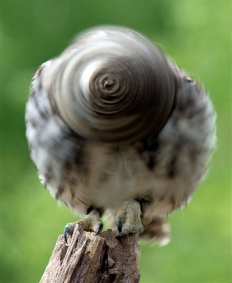 Owl Spinning Its Head Like A Wheel Will Make You Dizzy Metro News