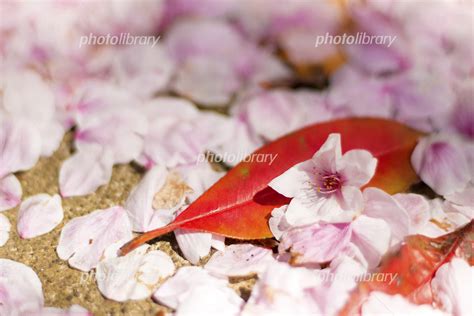 桜 春のイメージ 地面に落ちたたくさんの桜の花びら 写真素材 6293404 フォトライブラリー Photolibrary