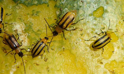 Striped Cucumber Beetles Are Active in South Dakota