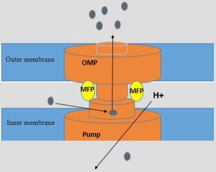 Schematic Representation Of Drug Efflux Pumps And Pathway Of Drug