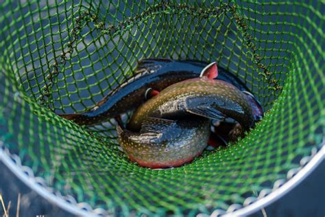 Fischzucht Jamlitz Gutes Aus Dem Spreewald