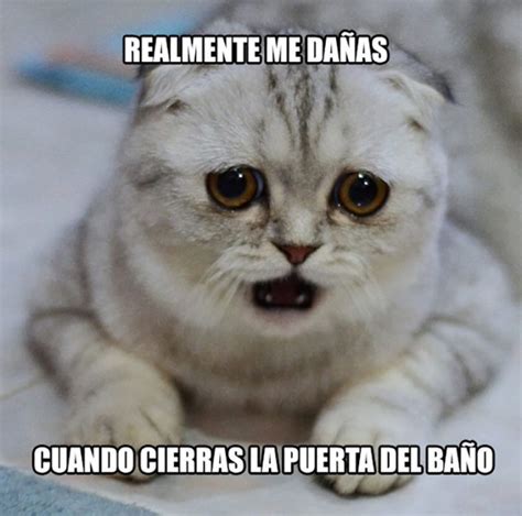 Pin En 16 Problemas De Gatos Que Te Harán Reír