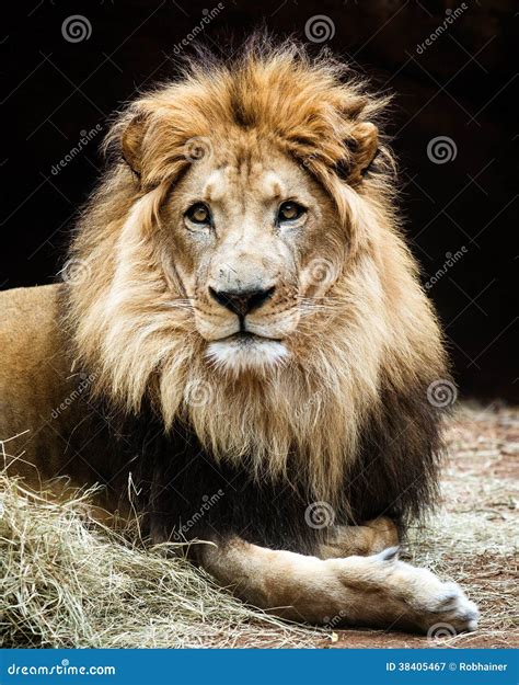 Portrait Of African Lion Stock Image Image Of Hunter