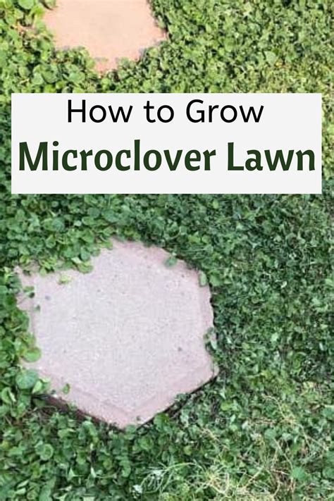 How To Grow Microclover Lawn