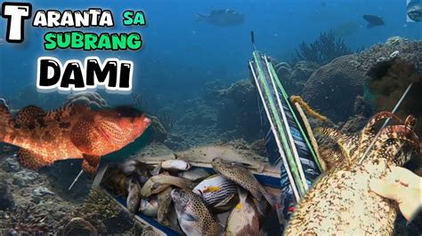 Spearfishing Naka Jackpot Din Solo Dive YouTube