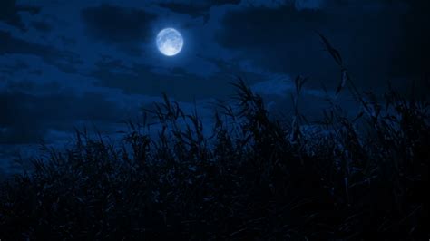 field wild grass night moon above Stock Footage Video (100% Royalty ...